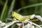 Two-striped grasshopper Melanoplus bivittatus 4th Instar Nymph Perched in a Russian Olive in Colorado