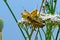 Two Striped Grasshopper & x28;Melanoplus bivittatus& x29; resting on plants Western USA