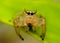 The two-striped jumper, or Telamonia dimidiata, is a jumping spider found in various Asian tropical rain forests,