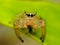 The two-striped jumper, or Telamonia dimidiata, is a jumping spider found in various Asian tropical rain forests,