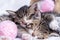 Two striped kittens sleeping with pink and grey balls skeins of thread on white bed. Cute little cats