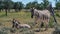 Two striped plains zebras, the young zebra lying on the ground, in Kalahari desert, Etosha National Park, Namibia.