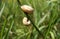 Two striped snails on a grass blade