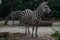 Two striped zebras eat hay in the afternoon