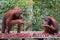 Two strong orangutan sitting on a wooden platform and eat rambutan (Kumai, Indonesia)