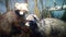 Two stuffed raccoons, filmed in the museum of the city of Yaroslavl in natural habitat