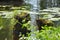 two stumps overgrown with moss and grass in the water near the shore