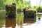 two stumps overgrown with moss and grass in the water near the shore