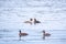 Two stunning adult Great crested Grebe, Podiceps cristatus, swimming in the lake, one of the parents has their cute babies riding