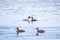 Two stunning adult Great crested Grebe, Podiceps cristatus, swimming in the lake, one of the parents has their cute babies riding