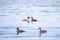 Two stunning adult Great crested Grebe, Podiceps cristatus, swimming in the lake, one of the parents has their cute babies riding