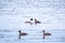 Two stunning adult Great crested Grebe, Podiceps cristatus, swimming in the lake, one of the parents has their cute babies riding