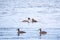 Two stunning adult Great crested Grebe, Podiceps cristatus, swimming in the lake, one of the parents has their cute babies riding