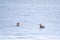 Two stunning adult Great crested Grebe, Podiceps cristatus, swimming in the lake, one of the parents has their cute babies riding