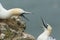 Two stunning Gannet Morus bassanus with their beaks open fighting on the edge of a cliff in the UK.