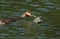 Two stunning Great Crested Grebe Podiceps cristatus swimming in a river. The parent bird is feeding a Crayfish to the baby.