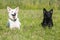 Two stunning nice beige fawn white black Hungarian dog breed mud