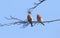 Two stunning rare male Parrot Crossbill Loxia pytyopstittacus perched in the branches of a tree.