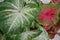 Two styles of beautiful caladium leaves