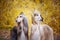 Two stylish Afghan hounds, dogs