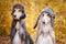 Two stylish Afghan hounds, dogs, in funny fur hats