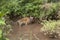 Two subadult tigers are playing in a pool of water at Tadoba Tiger reserve Maharashtra,India