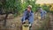 Two successful winemakers gathering harvest of grapes together in vineyard in autumn