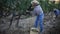 Two successful winemakers gathering harvest of grapes together in vineyard in autumn