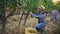 Two successful winemakers gathering harvest of grapes together in vineyard in autumn