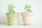 Two succulent plants in colorful pots. House plants in flower pots. Close up of succulent cactus plants