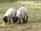 Two suffolk sheep munching