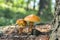 Two suillus grevillei edible forest mushroom