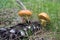 Two suillus grevillei edible forest mushroom, spruce cone