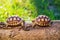 Two Sukata turtles in the forest