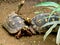 Two Sulcata tortoises