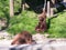 Two Sumatran orangutans Pongo Abelii play on the ground in the sunny day