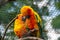 Two sun parakeet, also known in aviculture as the sun conure