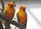 Two sun parakeet Aratinga solstitialis sitting on a branch