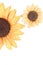 Two sunflower decoration white background