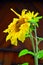 Two sunflowers in August. Against the background of a wooden brown wall. Sunflower petals are disheveled, sticking out in differen