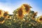 Two Sunflowers In The Field