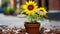 two sunflowers growing in a pot on the ground