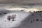 Two sunlit trees on snow covered highlands