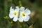 Two sunlit white flowers of the variety commonly known as false rosemary