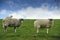 Two Swaledale Ewes