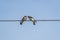 Two swallows communicating on electric wire