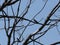 Two swallows sit on tree in Goczalkowice in Poland