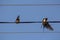 Two swallows on a wire against the blue morning sky.