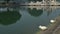 Two Swan birds, Anatidae family Cygnus genus, cleaning themselves