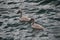 Two swan chicks (swanlings, Cygnus olor) swimming amongst the waves